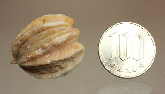 植物みたいだけれど動物です。ウミツボミ(Deltablastus permicus)(その10)
