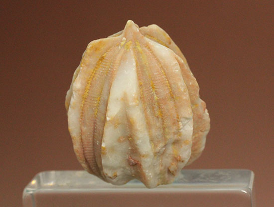 植物みたいだけれど動物です。ウミツボミ(Deltablastus permicus)(その2)