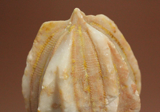 植物みたいだけれど動物です。ウミツボミ(Deltablastus permicus)(その3)