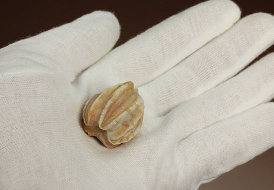 植物みたいだけれど動物です。ウミツボミ(Deltablastus permicus)(その4)