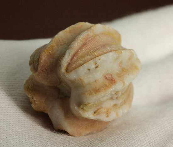 植物みたいだけれど動物です。ウミツボミ(Deltablastus permicus)(その5)