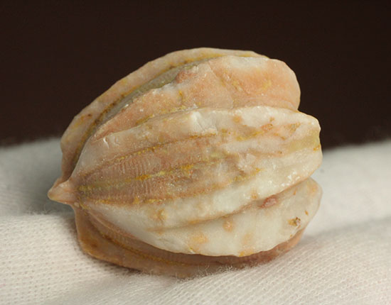 植物みたいだけれど動物です。ウミツボミ(Deltablastus permicus)(その6)