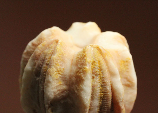植物みたいだけれど動物です。ウミツボミ(Deltablastus permicus)(その8)