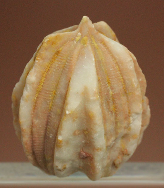 植物みたいだけれど動物です。ウミツボミ(Deltablastus permicus)(その9)