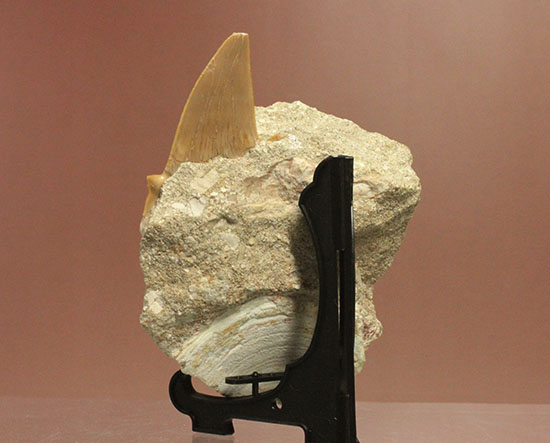 ちょうど良い角度で展示できます！大きな古代サメ歯化石、その名はオトダス(Otodus obliqqus)（その4）
