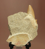 ちょうど良い角度で展示できます！大きな古代サメ歯化石、その名はオトダス(Otodus obliqqus)