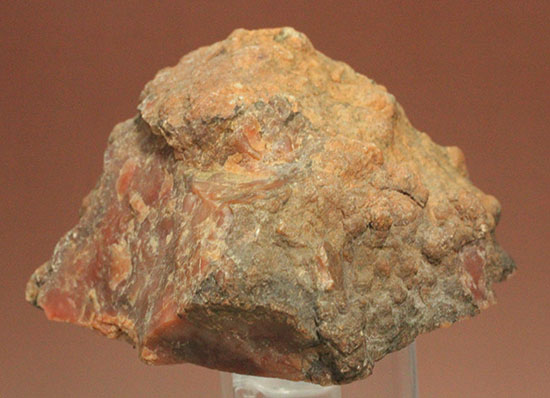 カチカチ！そしてつぶつぶ！恐竜のウンチ化石コプロライト(Coplorite)（その1）