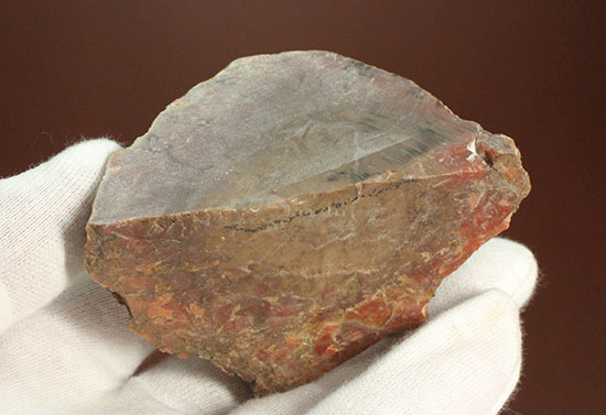 カチカチ！そしてつぶつぶ！恐竜のウンチ化石コプロライト(Coplorite)（その11）