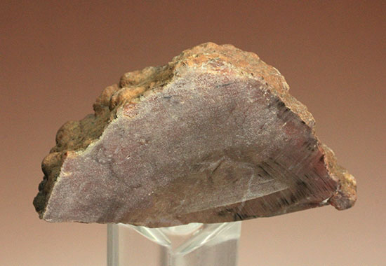 カチカチ！そしてつぶつぶ！恐竜のウンチ化石コプロライト(Coplorite)（その12）