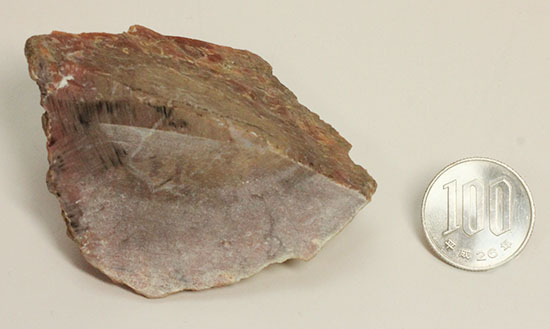 カチカチ！そしてつぶつぶ！恐竜のウンチ化石コプロライト(Coplorite)（その13）