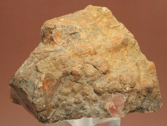カチカチ！そしてつぶつぶ！恐竜のウンチ化石コプロライト(Coplorite)（その2）