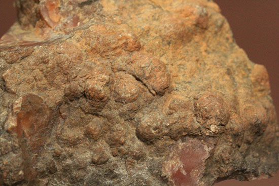 カチカチ！そしてつぶつぶ！恐竜のウンチ化石コプロライト(Coplorite)（その3）