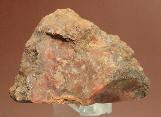 カチカチ！そしてつぶつぶ！恐竜のウンチ化石コプロライト(Coplorite)（その6）