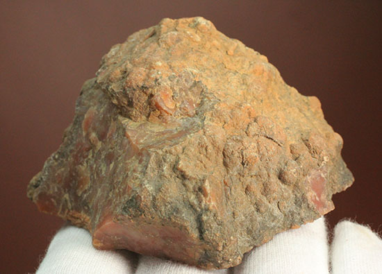 カチカチ！そしてつぶつぶ！恐竜のウンチ化石コプロライト(Coplorite)（その9）