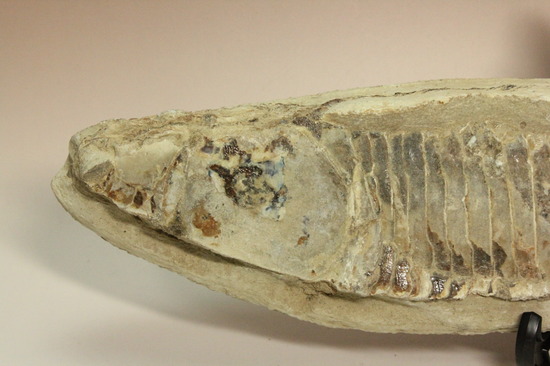 ブラジルセアラ産２ｋｇ近い立派な魚化石。カマス類。（その14）