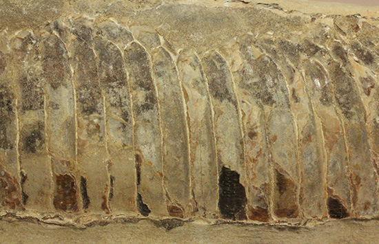 ブラジルセアラ産２ｋｇ近い立派な魚化石。カマス類。（その16）