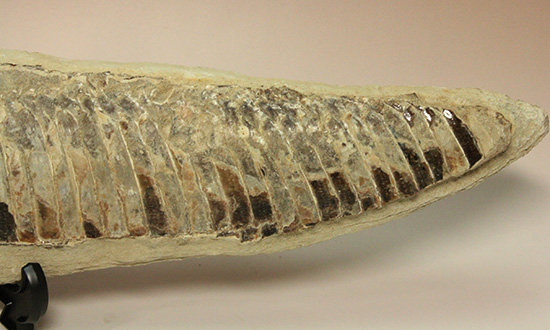 ブラジルセアラ産２ｋｇ近い立派な魚化石。カマス類。（その17）
