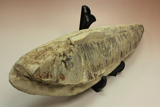 ブラジルセアラ産２ｋｇ近い立派な魚化石。カマス類。（その2）