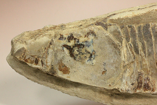 ブラジルセアラ産２ｋｇ近い立派な魚化石。カマス類。（その4）
