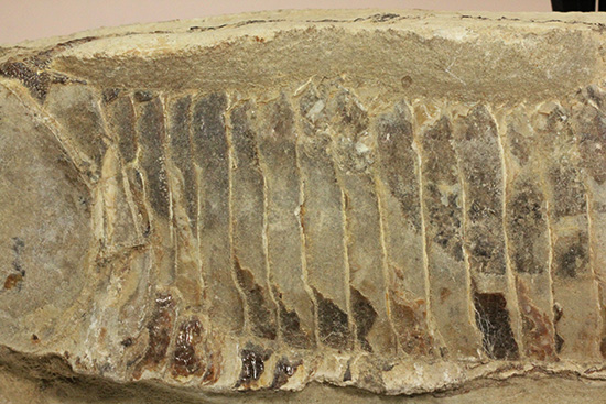 ブラジルセアラ産２ｋｇ近い立派な魚化石。カマス類。（その5）