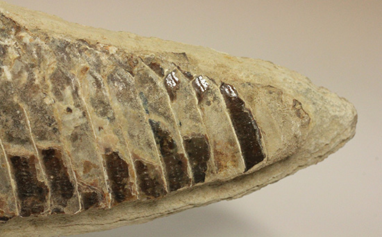 ブラジルセアラ産２ｋｇ近い立派な魚化石。カマス類。（その6）