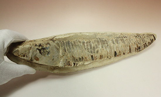 ブラジルセアラ産2kg近い立派な魚化石。カマス類。(その7)