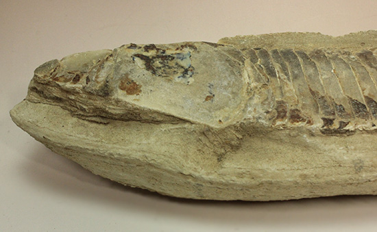 ブラジルセアラ産２ｋｇ近い立派な魚化石。カマス類。（その8）