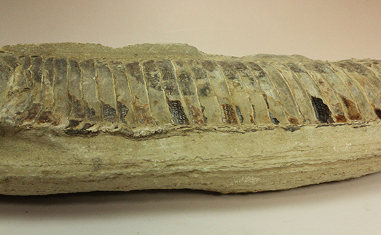 ブラジルセアラ産２ｋｇ近い立派な魚化石。カマス類。（その9）