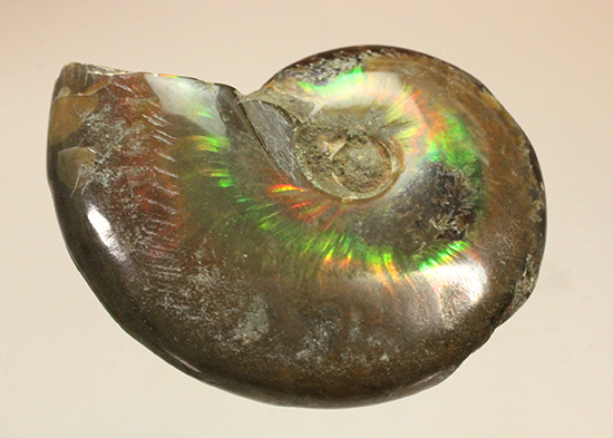 広い面で光を放つ！マダガスカル産光るアンモナイト(Ammonite)（その1）