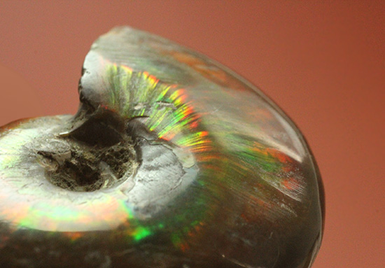 広い面で光を放つ！マダガスカル産光るアンモナイト(Ammonite)（その10）