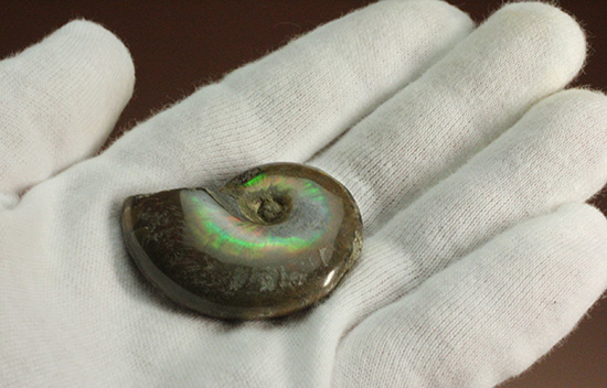 広い面で光を放つ！マダガスカル産光るアンモナイト(Ammonite)（その5）