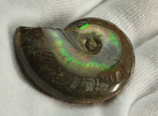 広い面で光を放つ！マダガスカル産光るアンモナイト(Ammonite)（その6）