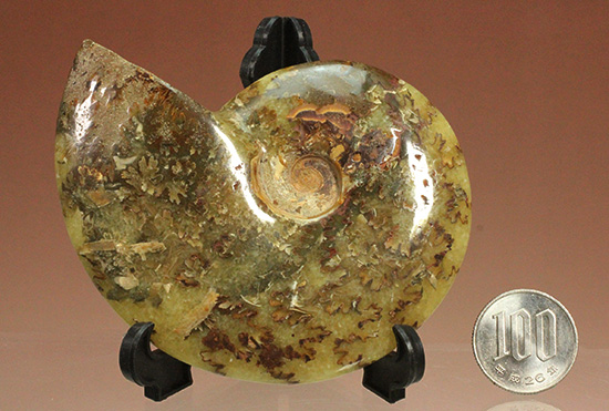 どちらの面を表にして飾る！？嬉しい悩みの縫合線ポリッシュアンモナイト(Ammonite)（その17）
