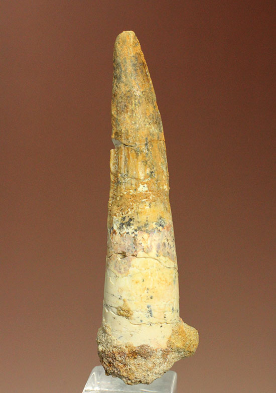スピノサウルスの細長い歯化石(Spinosaurus)(その1)