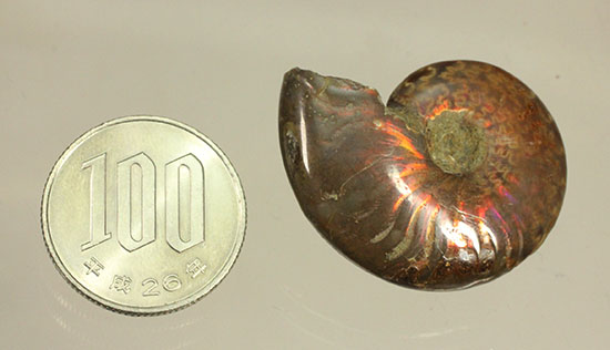 オレンジ系の暖色でほっこりする、光るアンモナイト化石(Ammonite)（その10）