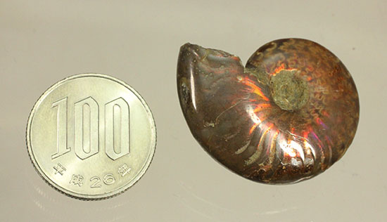 オレンジ系の暖色でほっこりする、光るアンモナイト化石(Ammonite)（その10）