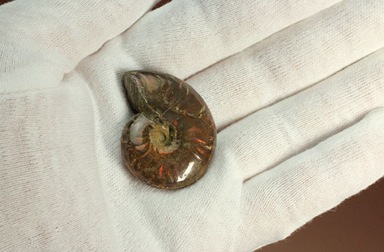 オレンジ系の暖色でほっこりする、光るアンモナイト化石(Ammonite)（その2）