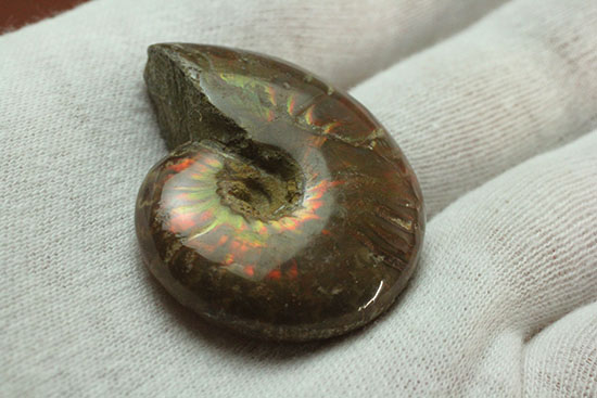 オレンジ系の暖色でほっこりする、光るアンモナイト化石(Ammonite)（その3）