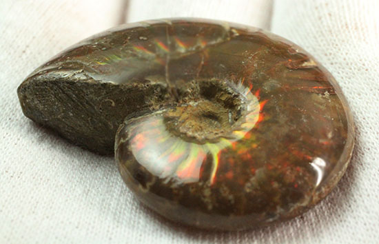 オレンジ系の暖色でほっこりする、光るアンモナイト化石(Ammonite)（その4）