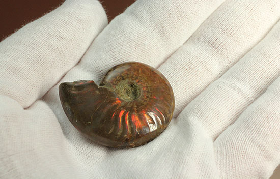 オレンジ系の暖色でほっこりする、光るアンモナイト化石(Ammonite)（その5）