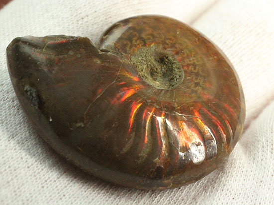 オレンジ系の暖色でほっこりする、光るアンモナイト化石(Ammonite)（その6）