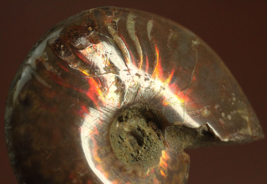 オレンジ系の暖色でほっこりする、光るアンモナイト化石(Ammonite)（その7）