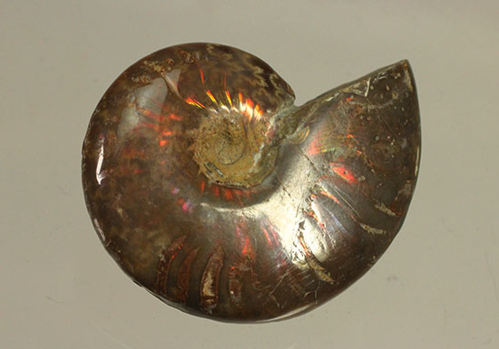 オレンジ系の暖色でほっこりする、光るアンモナイト化石(Ammonite)（その9）