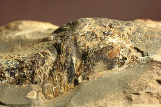 ウロコがよく保存されています！ポジ魚化石ブラジル・セアラ州産（その10）
