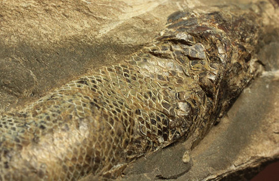ウロコがよく保存されています！ポジ魚化石ブラジル・セアラ州産（その12）