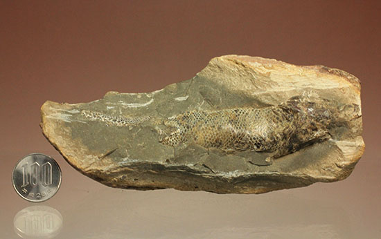 ウロコがよく保存されています！ポジ魚化石ブラジル・セアラ州産（その14）