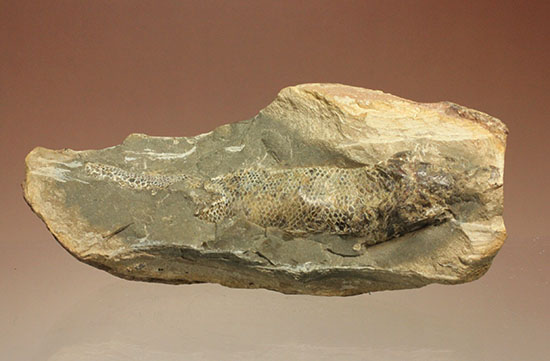 ウロコがよく保存されています！ポジ魚化石ブラジル・セアラ州産（その2）