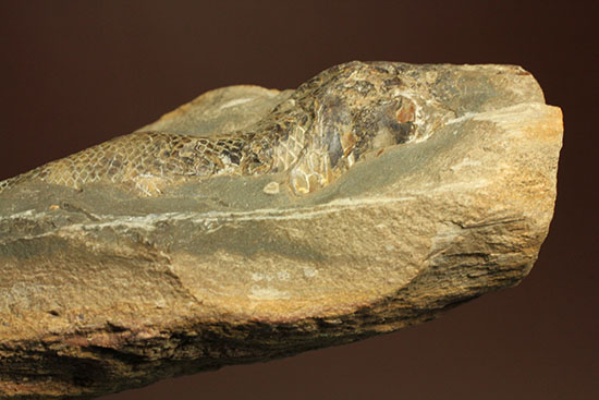 ウロコがよく保存されています！ポジ魚化石ブラジル・セアラ州産 化石 販売