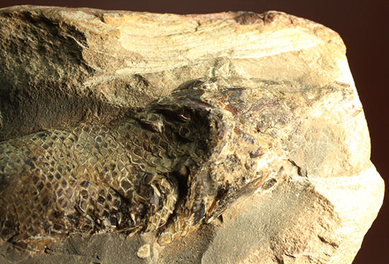 ウロコがよく保存されています！ポジ魚化石ブラジル・セアラ州産（その5）
