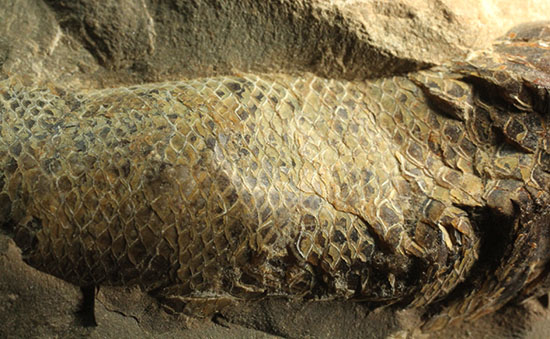 ウロコがよく保存されています！ポジ魚化石ブラジル・セアラ州産（その6）